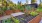 a garden with plants and a building
